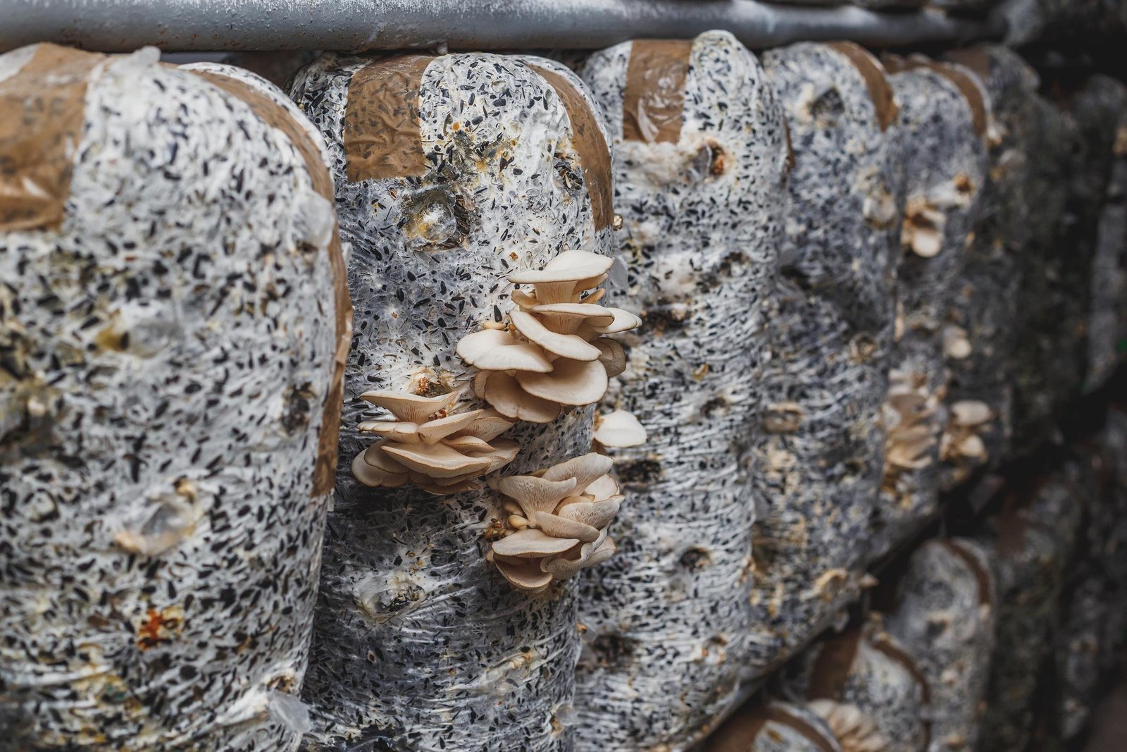 Mushroom Growing